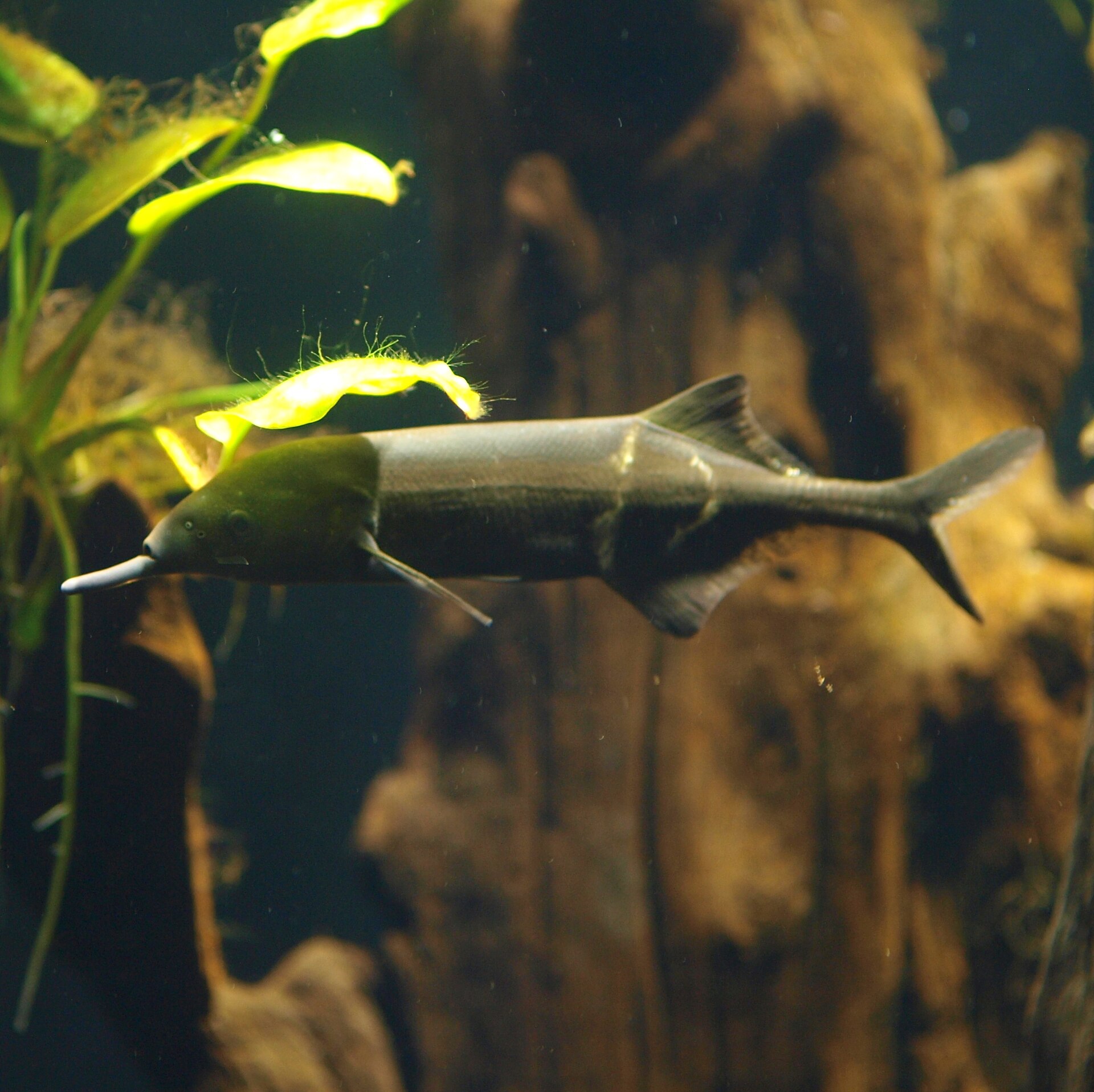 Close view of Elephantnose Fish (Gnathonemus petersii)