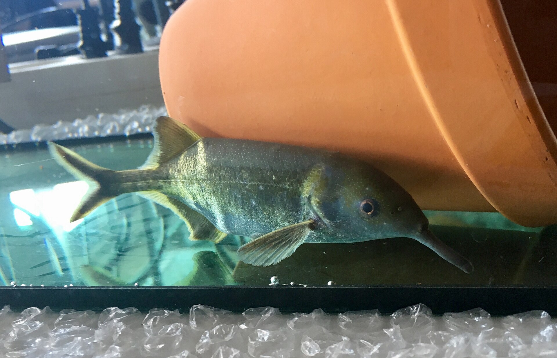 Elephantnose Fish (Gnathonemus petersii)