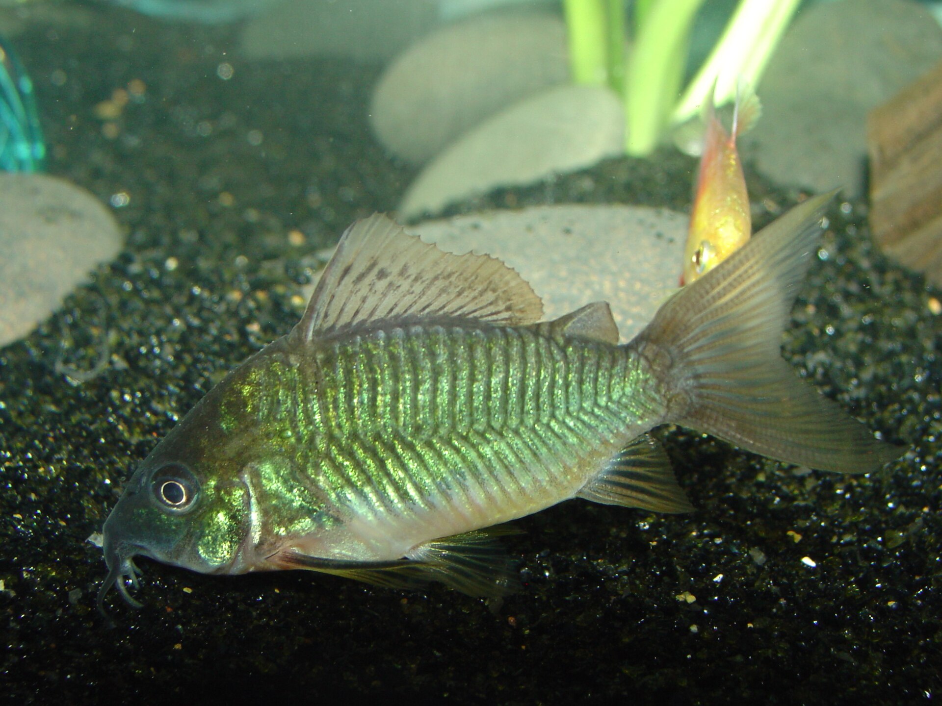 Emerald Brochis (Brochis splendens)