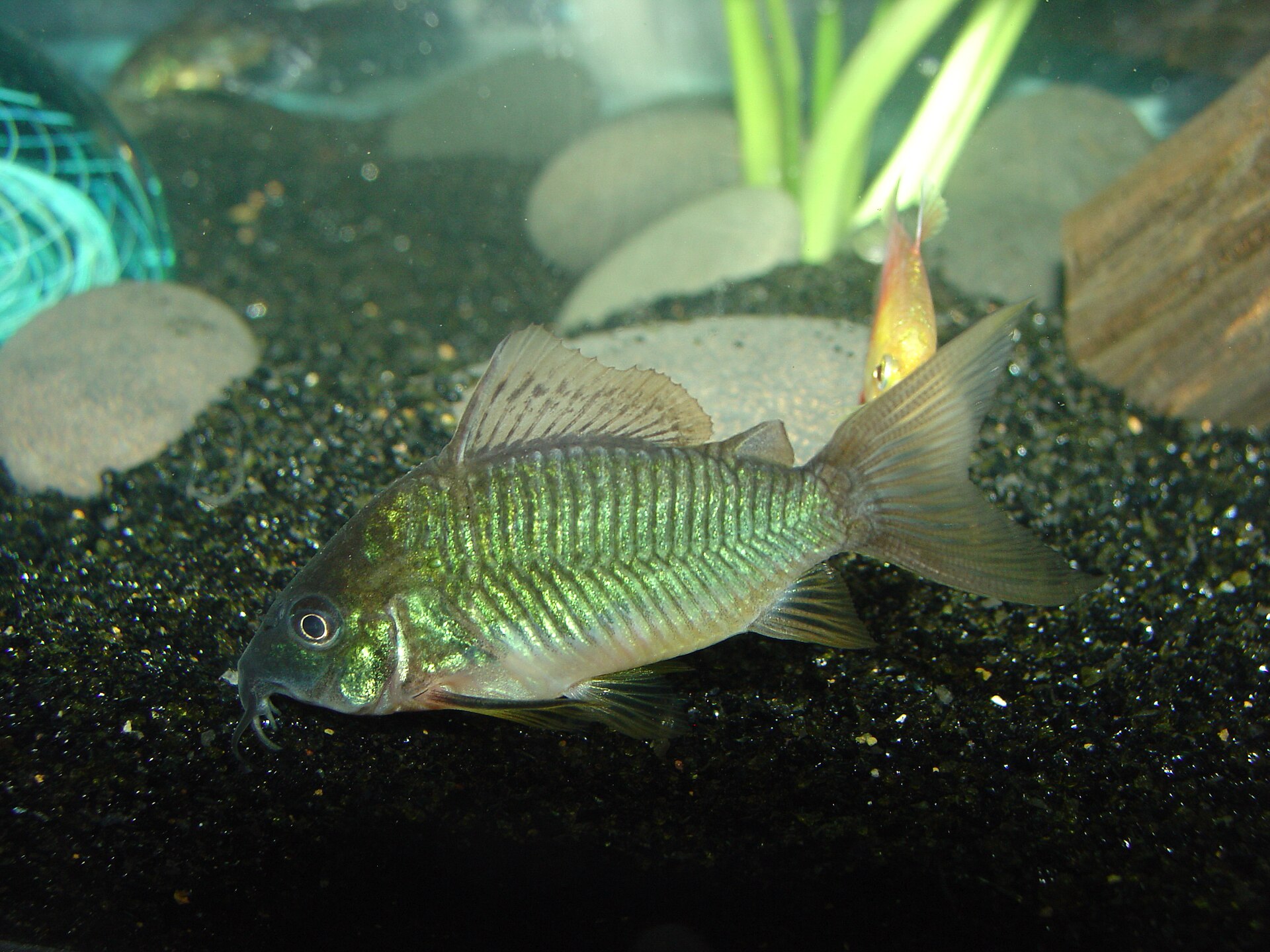 Emerald Brochis (Brochis splendens)
