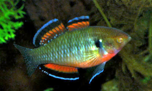 Empire Gudgeon (Hypseleotris compressa)