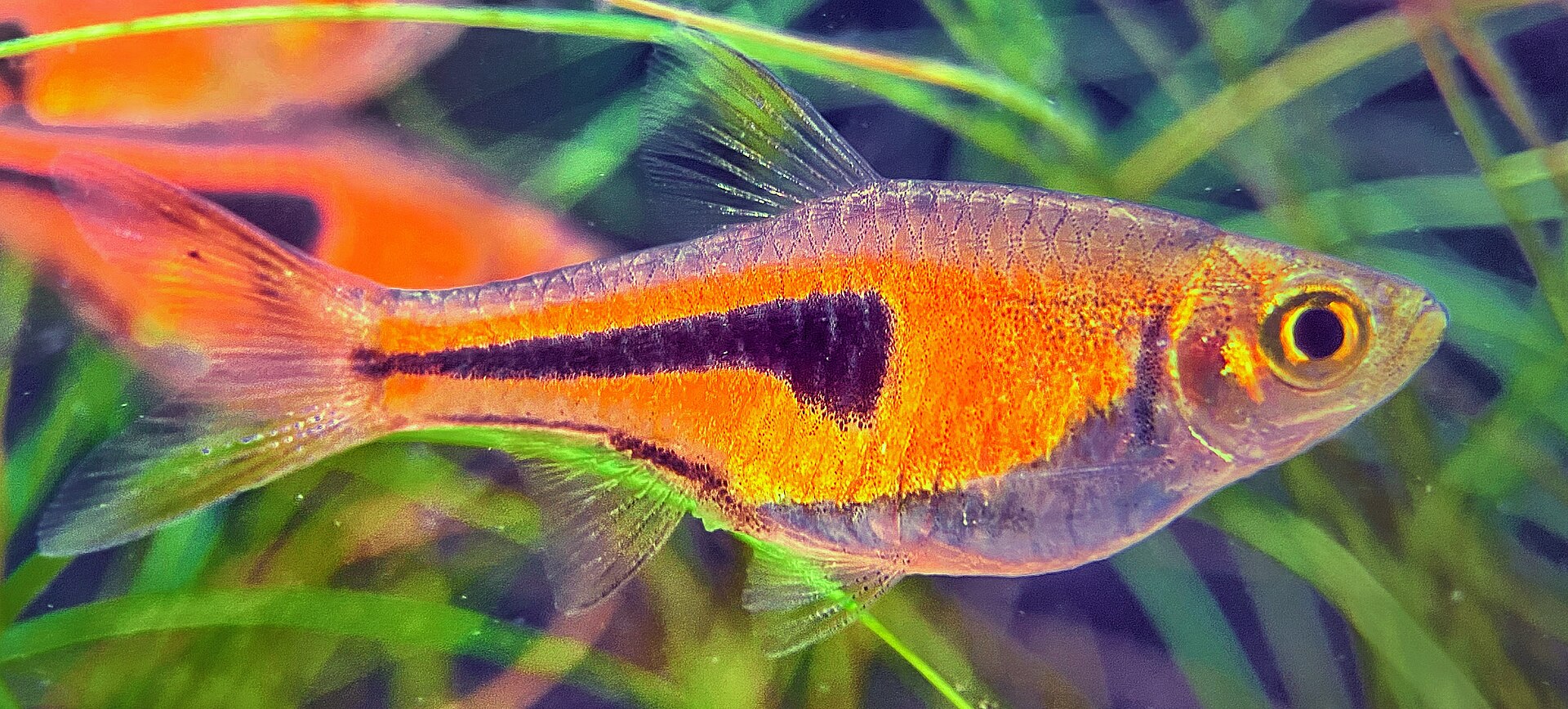 Close view of Espei Rasbora (Trigonostigma espei)