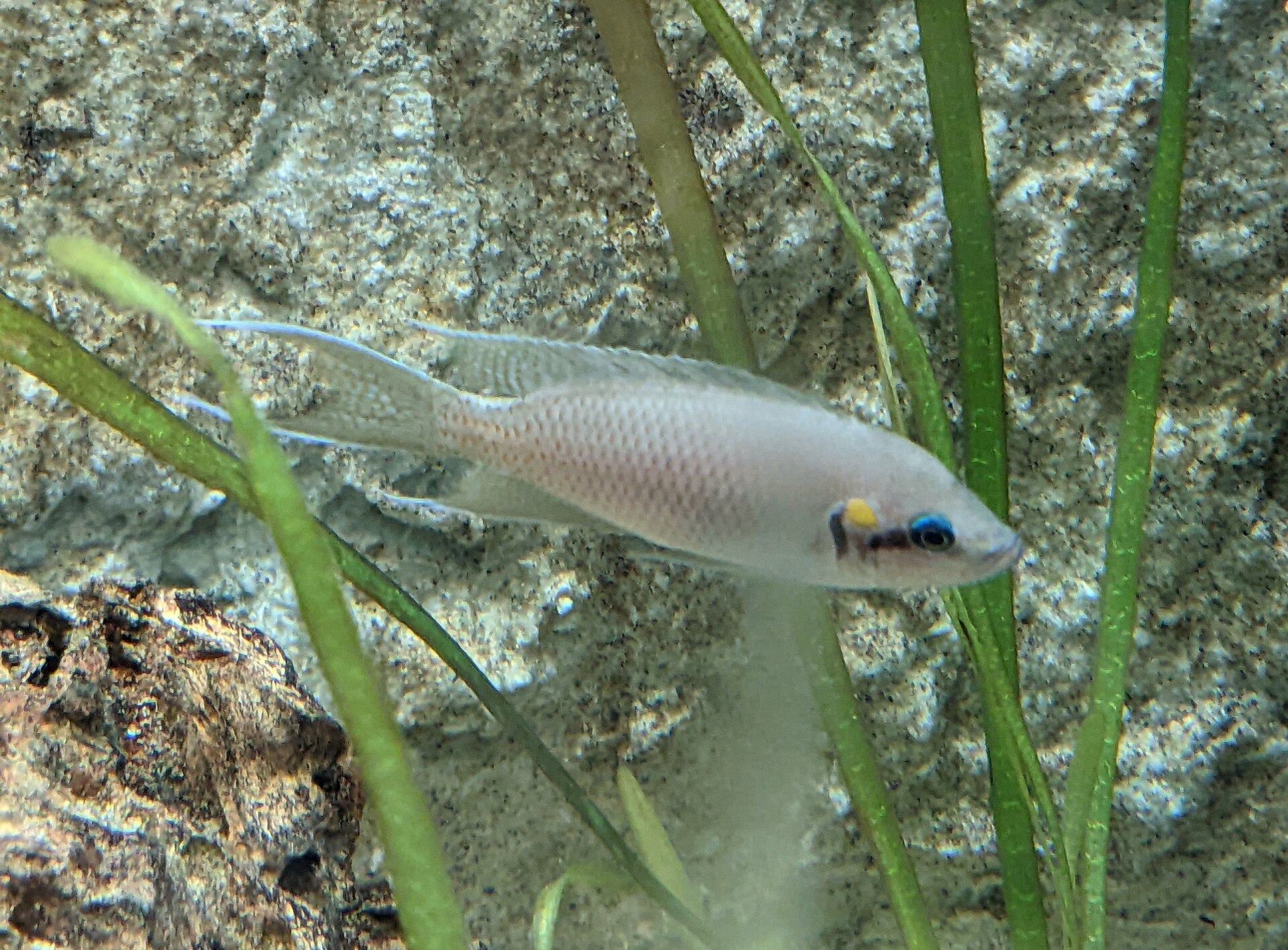 Close view of Fairy Cichlid (Neolamprologus brichardi)