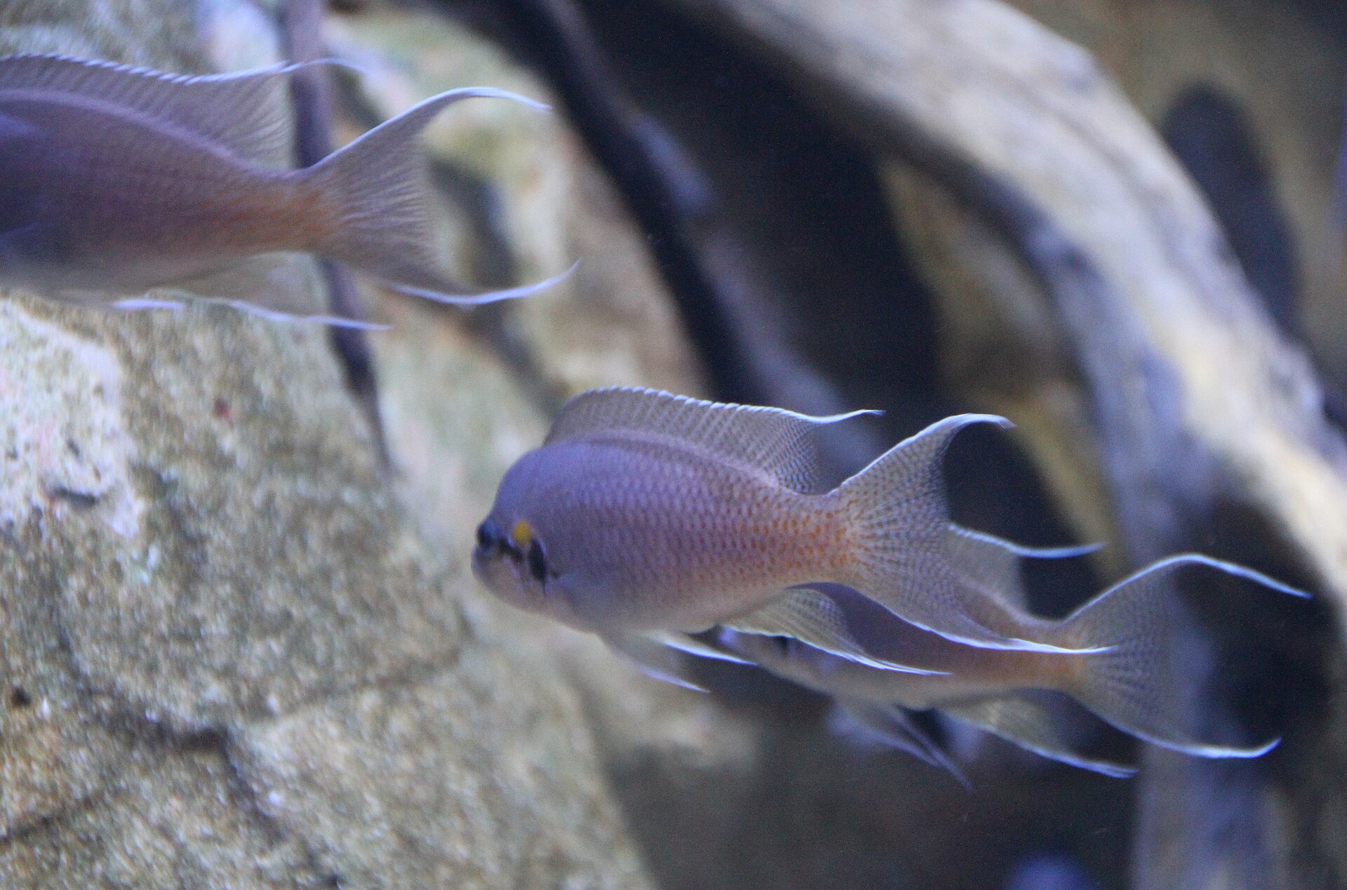 Fairy Cichlid (Neolamprologus brichardi)
