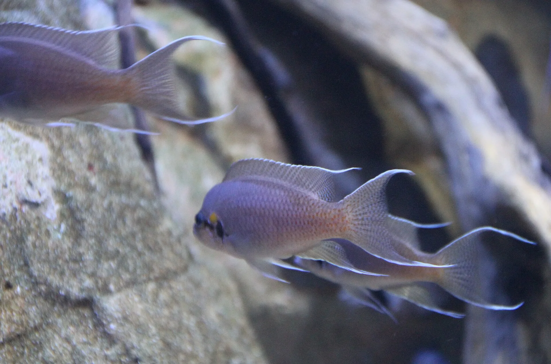 Fairy Cichlid (Neolamprologus brichardi)