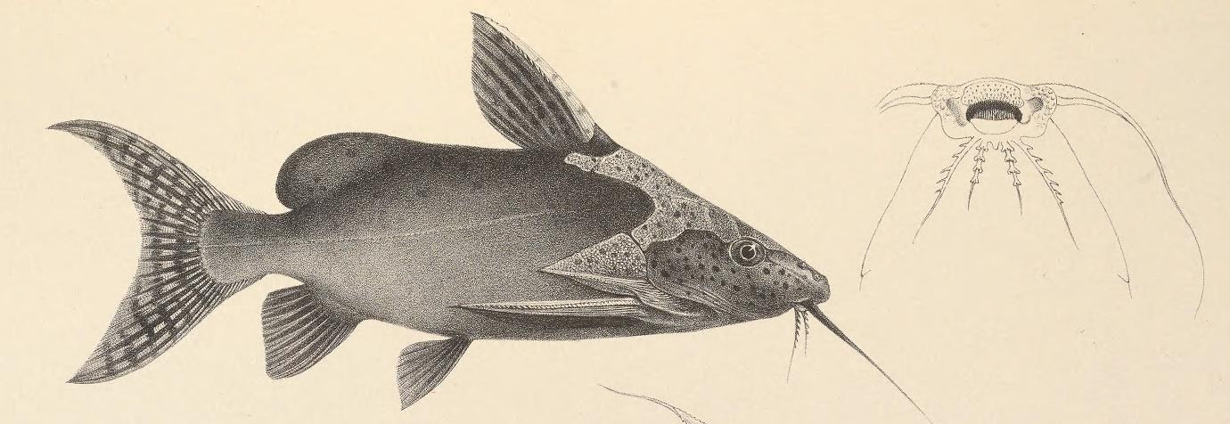 False Upside-down Catfish (Synodontis nigrita)