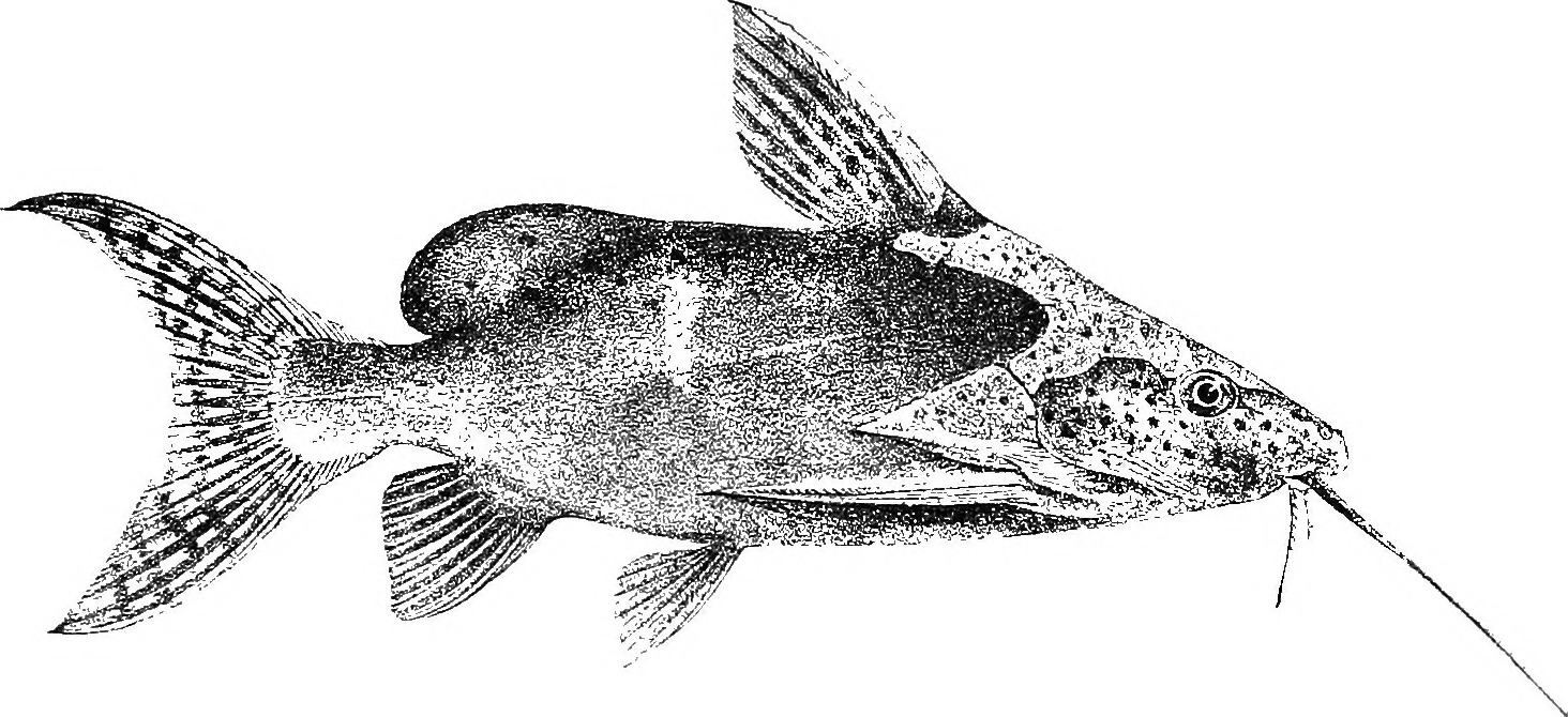False Upside-down Catfish (Synodontis nigrita)