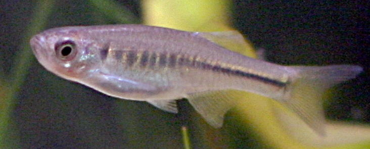 Fire Bar Danio (Devario maetaengensis)