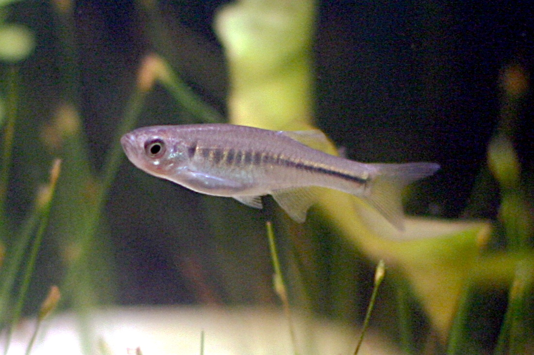 Fire Bar Danio (Devario maetaengensis)