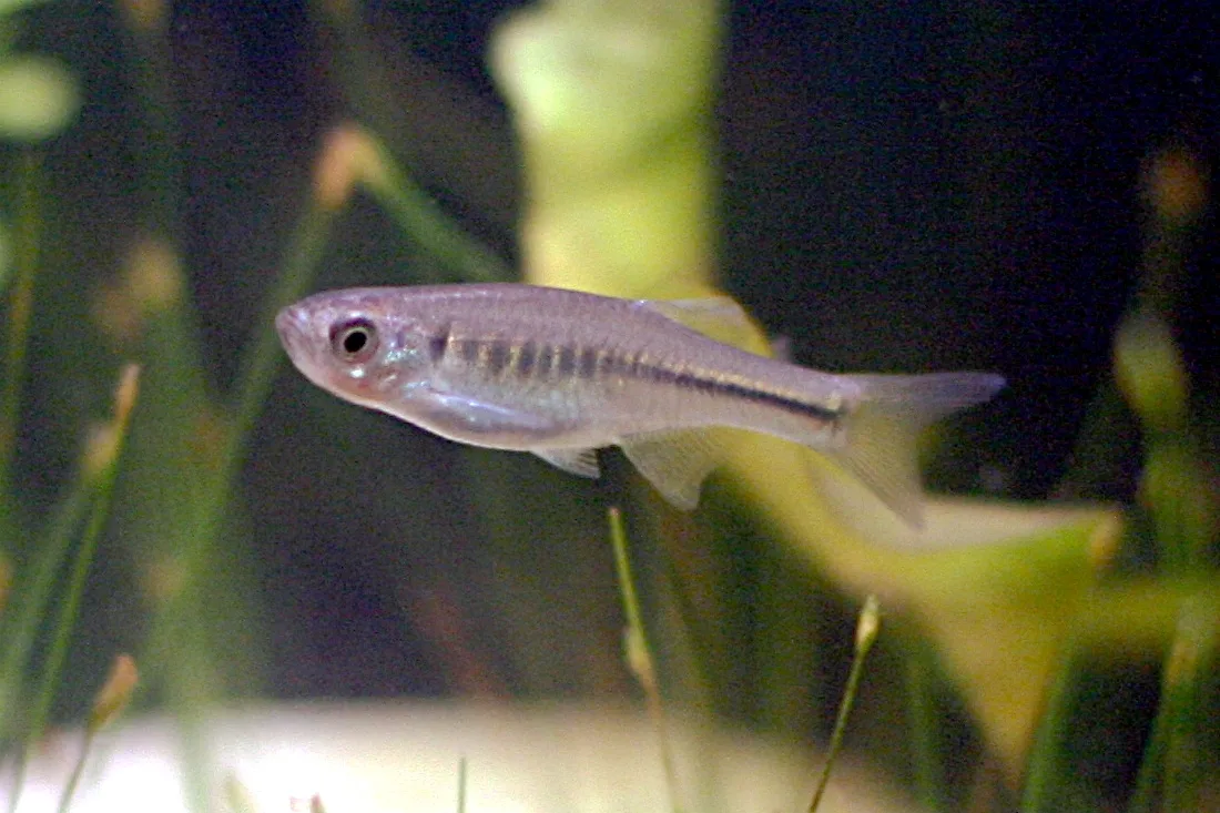 Fire Bar Danio (Devario maetaengensis)