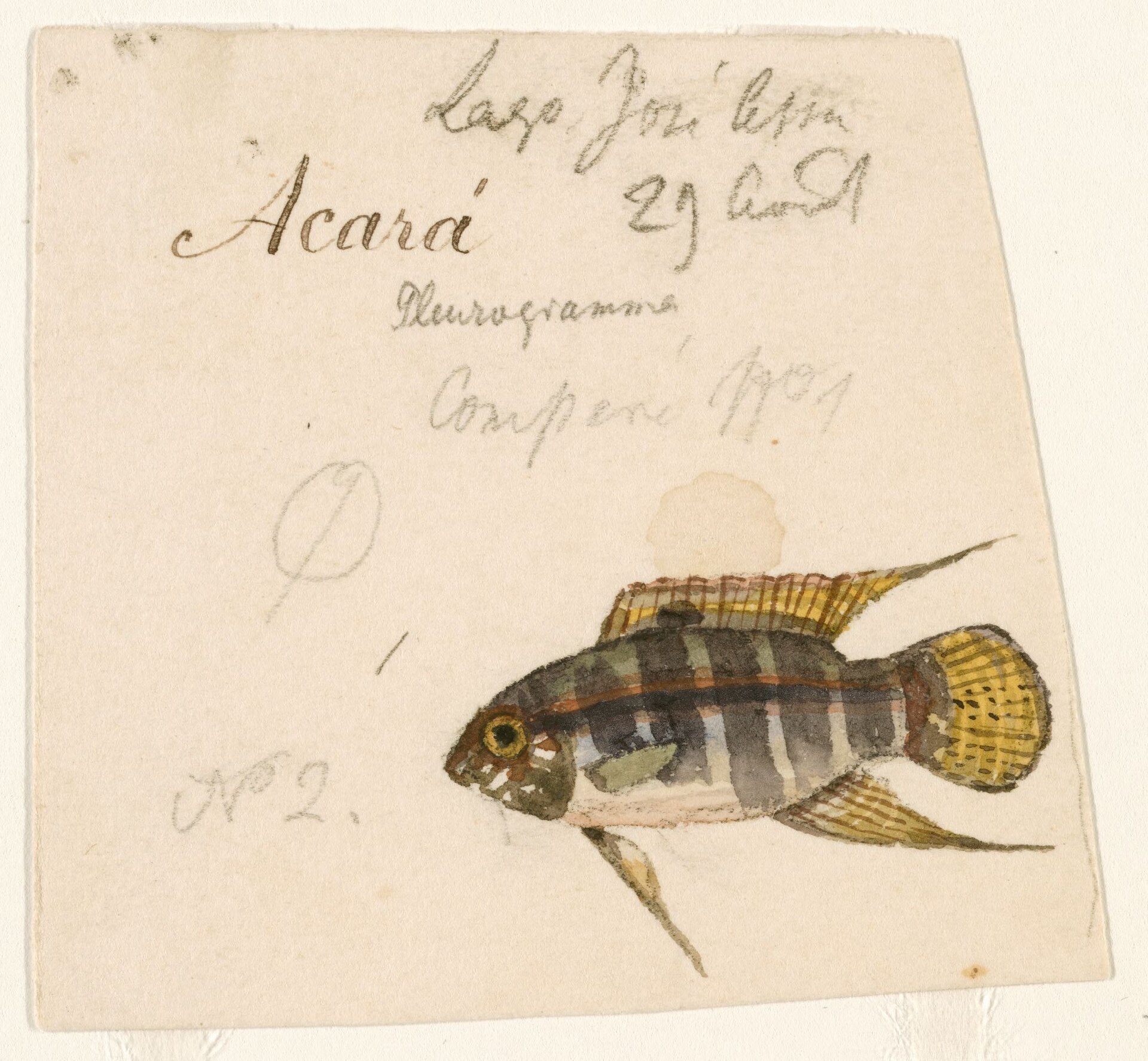 Flag Acara (Laetacara curviceps)