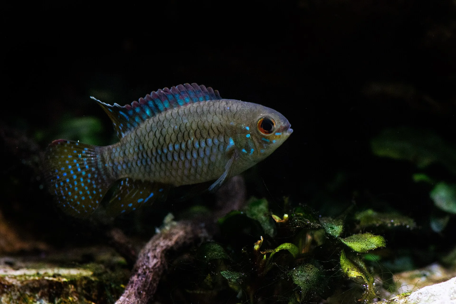Flag Acara (Laetacara curviceps)