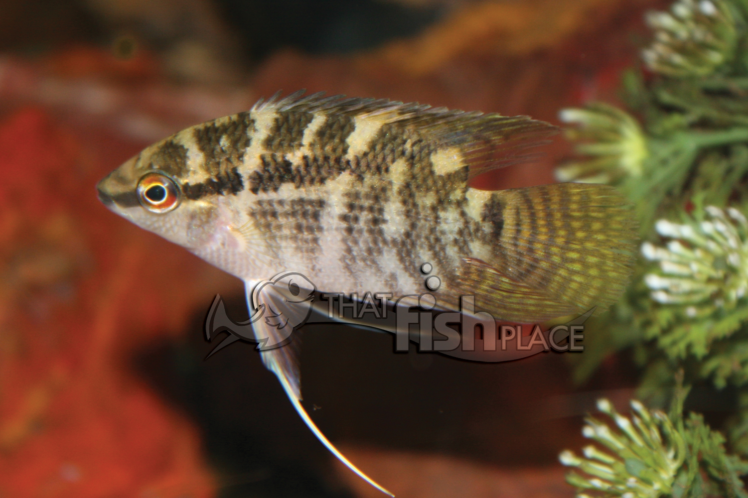 Close view of Flag Cichlid (Mesonauta festivus)