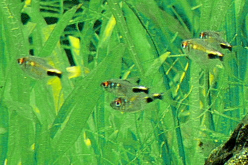 Garnet Tetra (Hemigrammus pulcher)