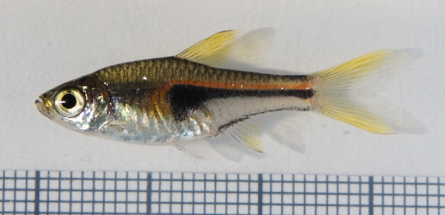 Glowlight Rasbora (Trigonostigma hengeli)