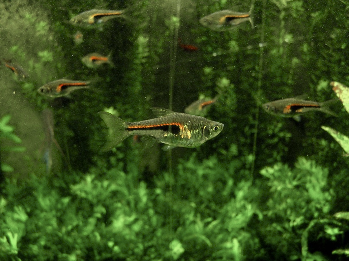 Glowlight Rasbora (Trigonostigma hengeli)