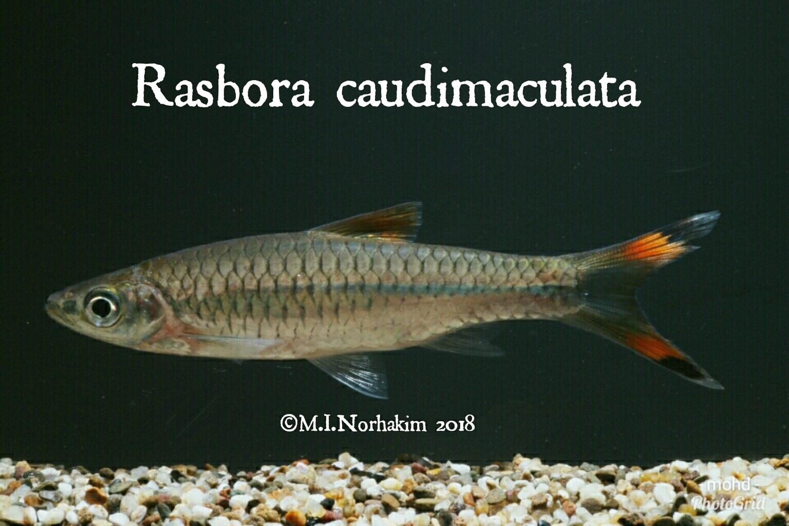 Greater Scissortail Rasbora (Rasbora caudimaculata)