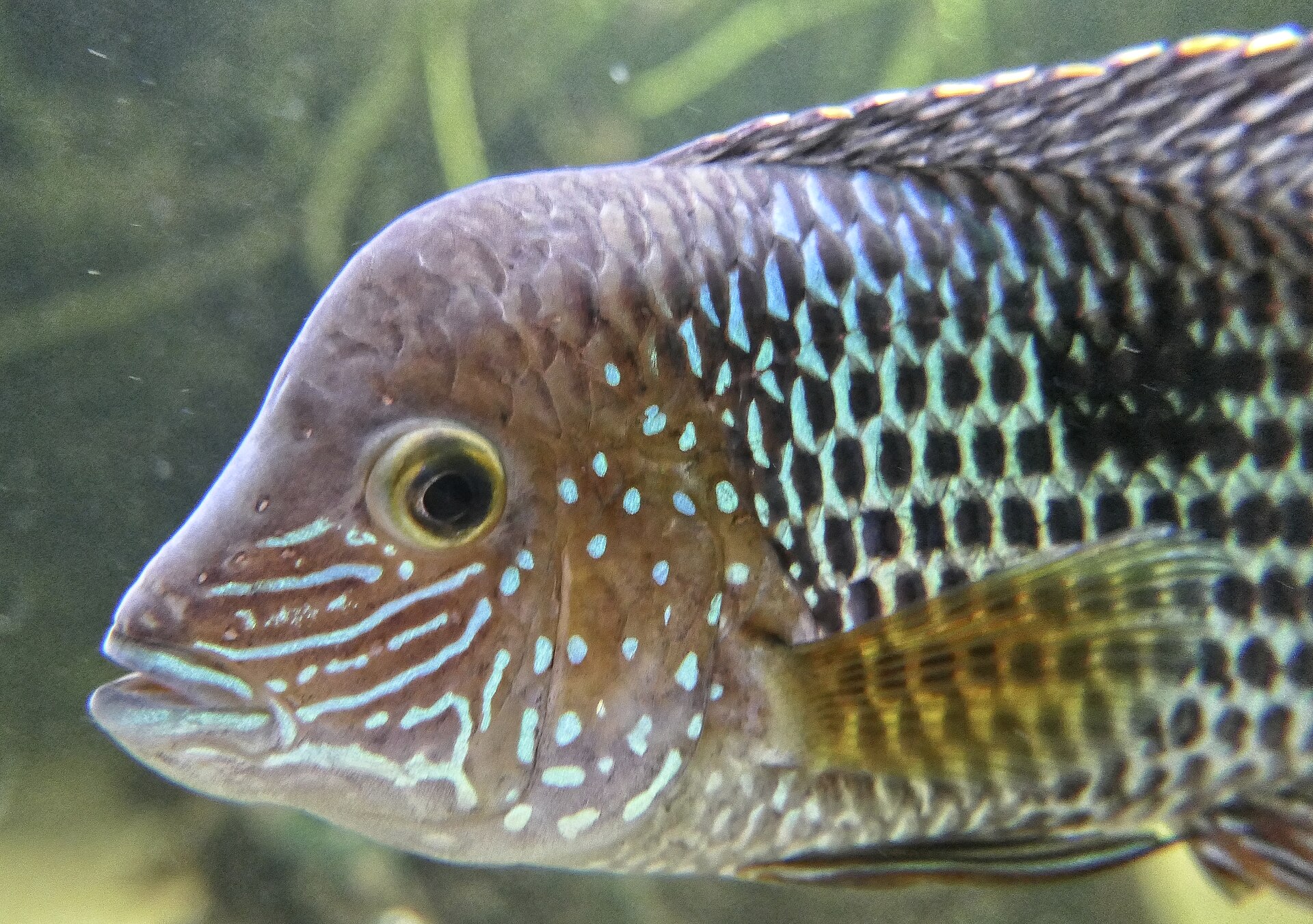 Close view of Green Terror (Andinoacara rivulatus)