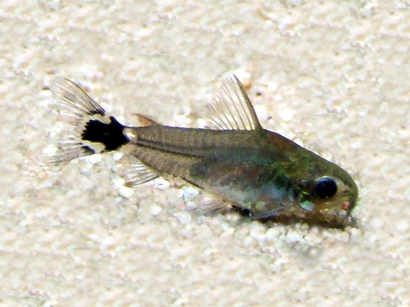 Hastatus Pygmy Cory (Corydoras hastatus)