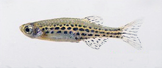 Hikari Danio (Danio tinwini)