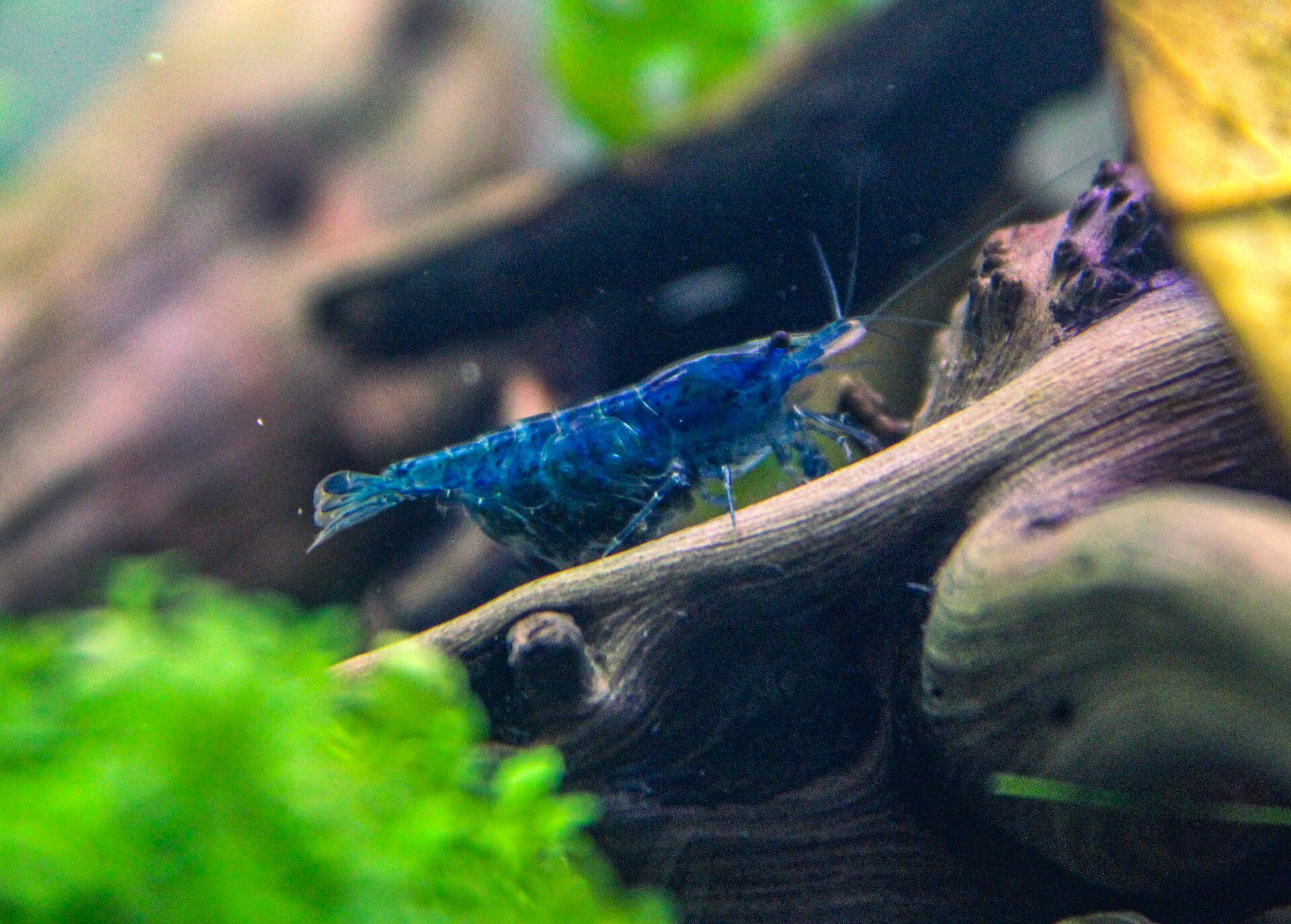 Neocaridina davidi freshwater shrimp
