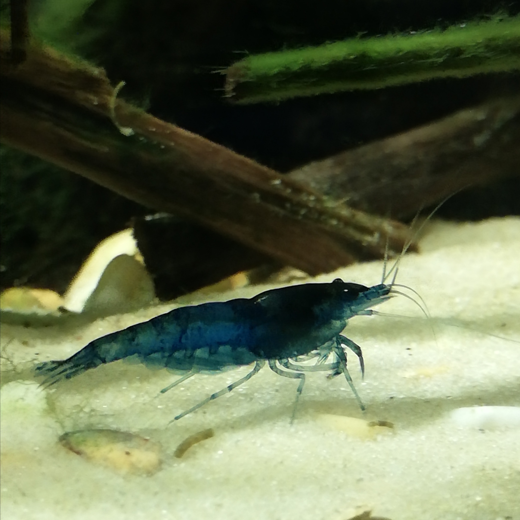 Neocaridina davidi freshwater shrimp