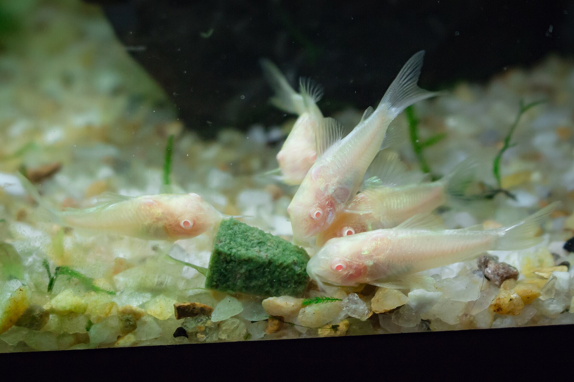 Corydoras catfish feeding on the aquarium bottom