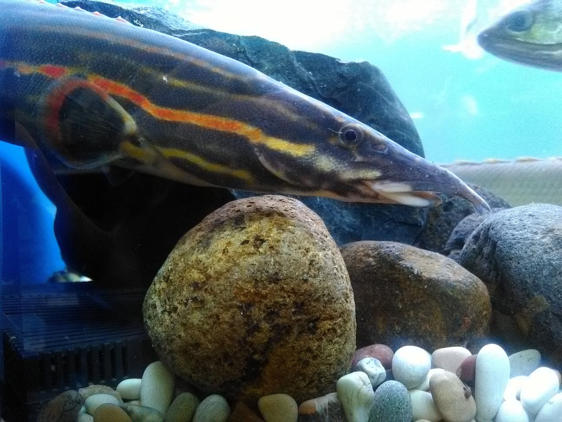 Shy fish hiding in an aquarium corner