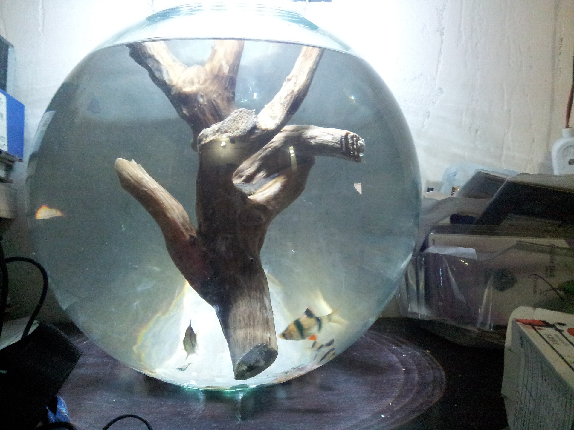 Aquarium driftwood hardscape