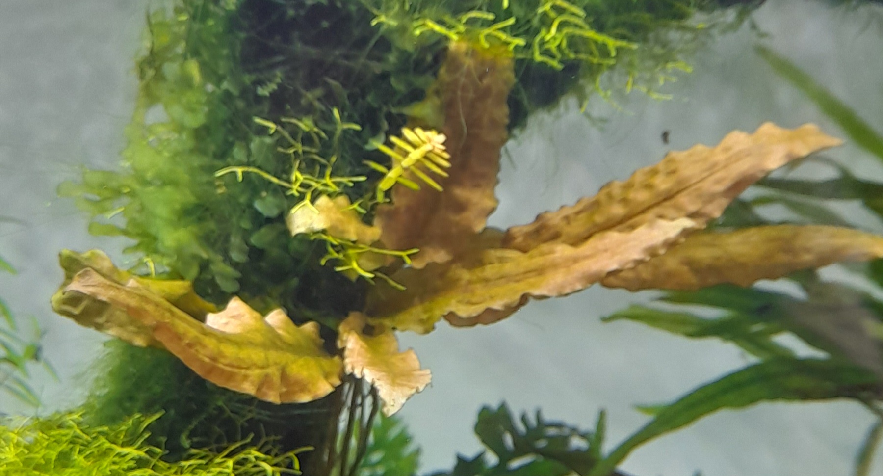 Cryptocoryne wendtii — a plant known for melting after transplant