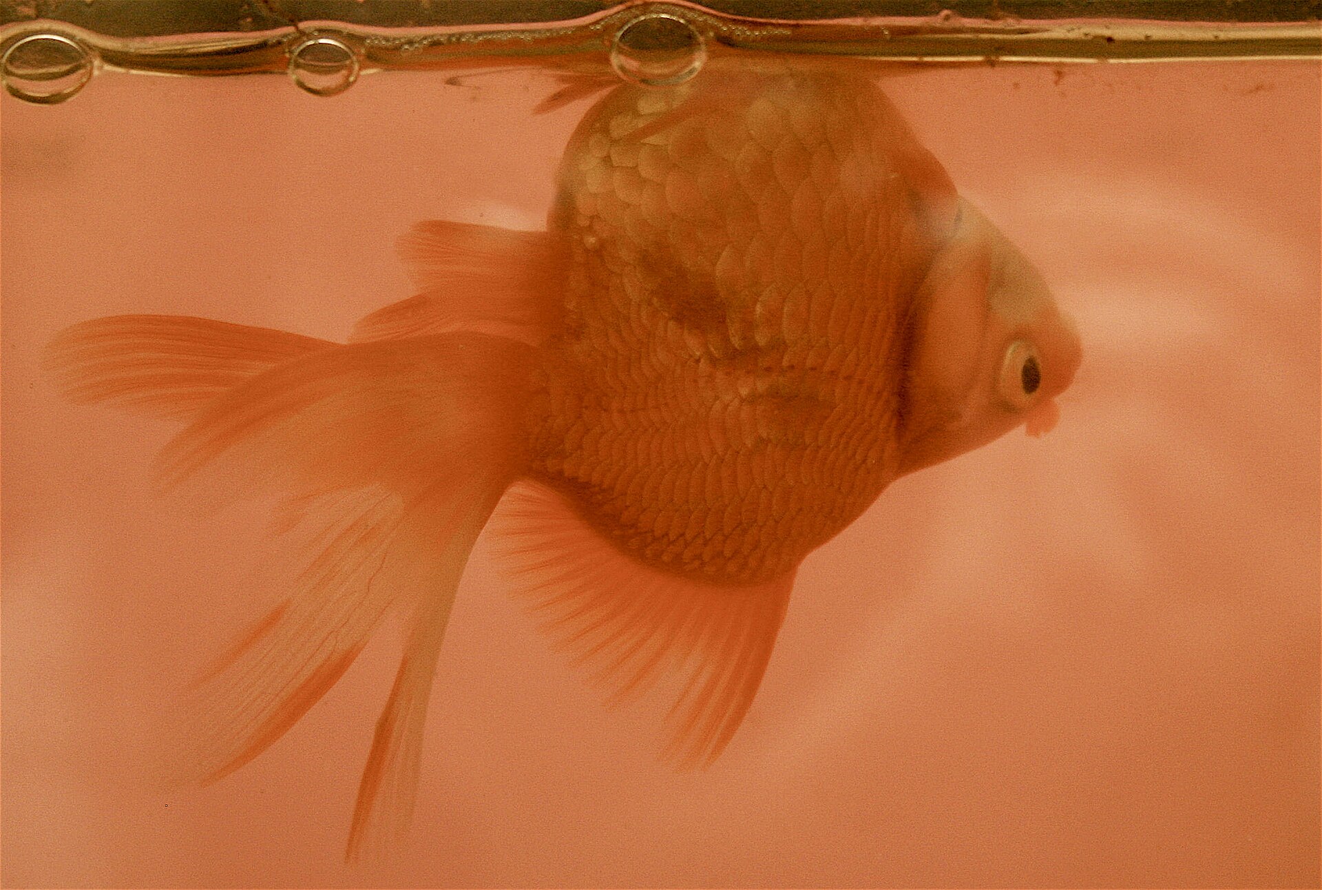 Goldfish showing abnormal swimming from stress or illness