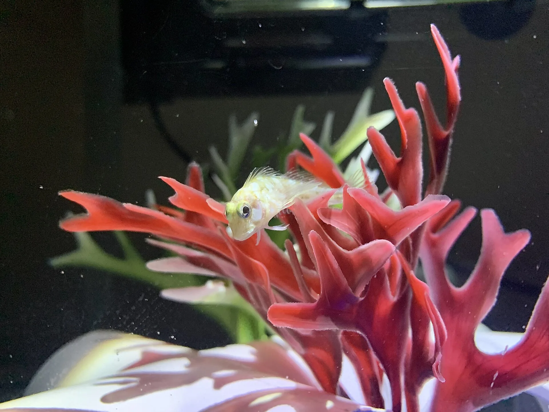Fish in a quarantine / hospital aquarium
