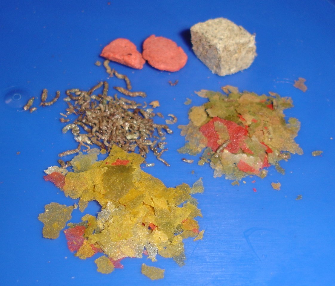 Dried aquarium fish food for proper storage