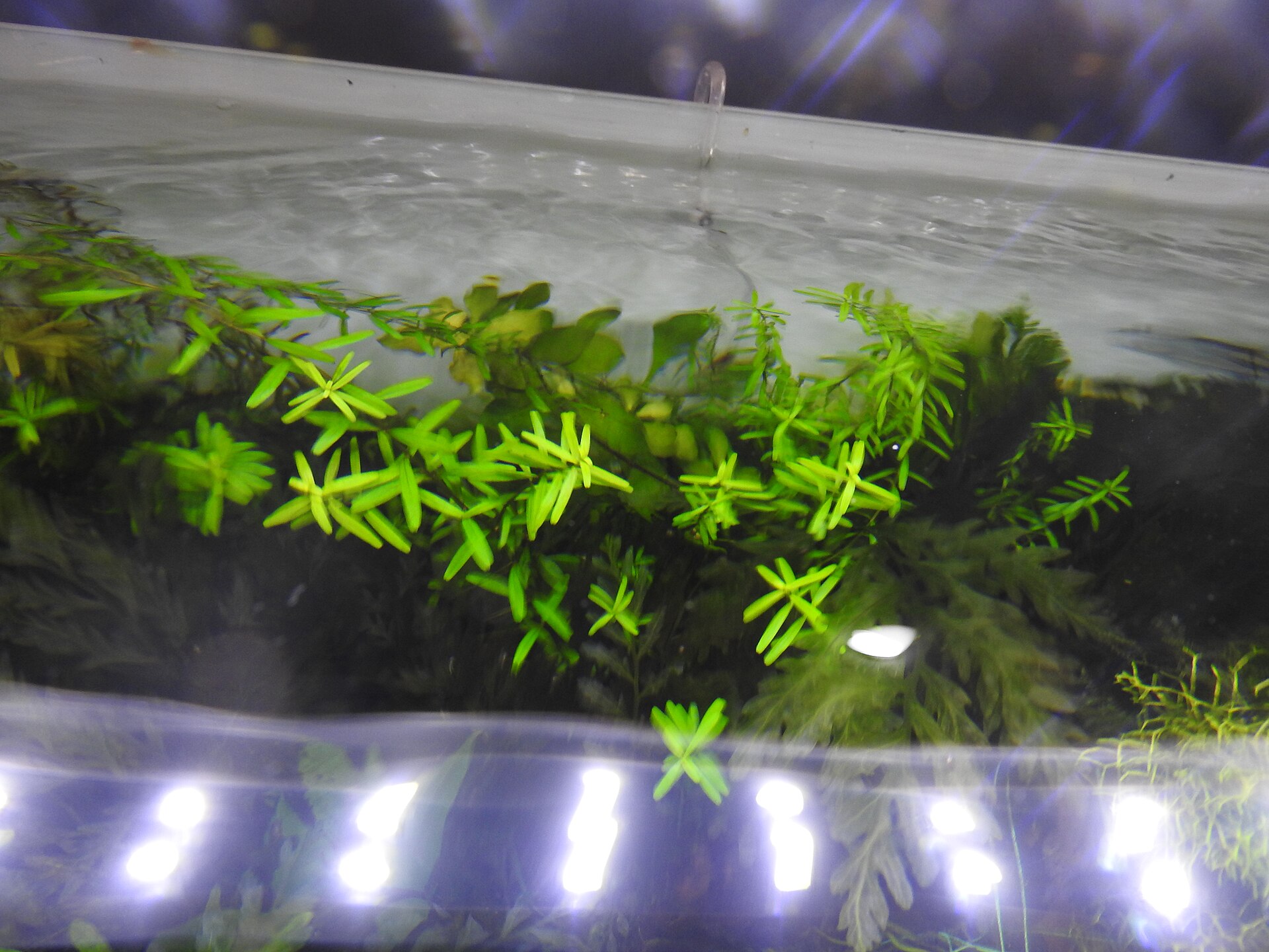 Stem aquarium plants (Rotala)