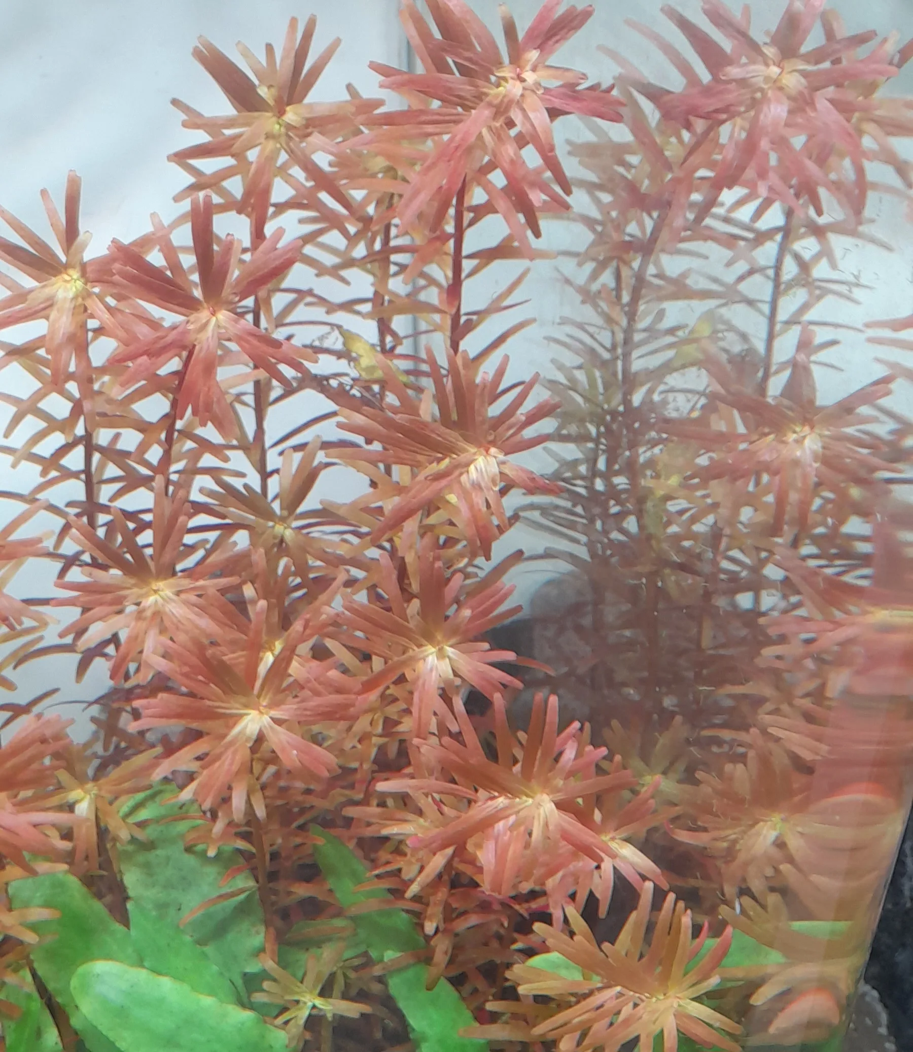 Stem aquarium plants (Rotala)