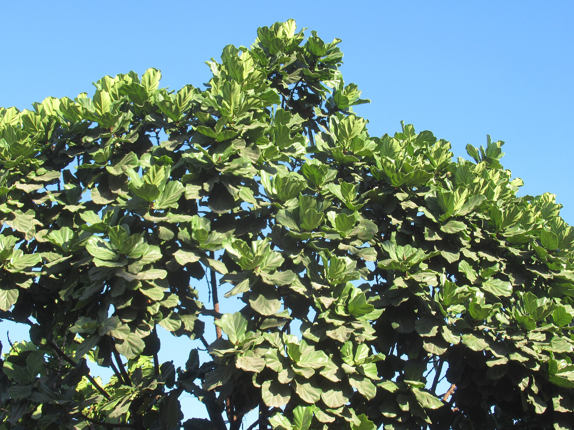Indian almond (catappa) leaves for aquarium litter