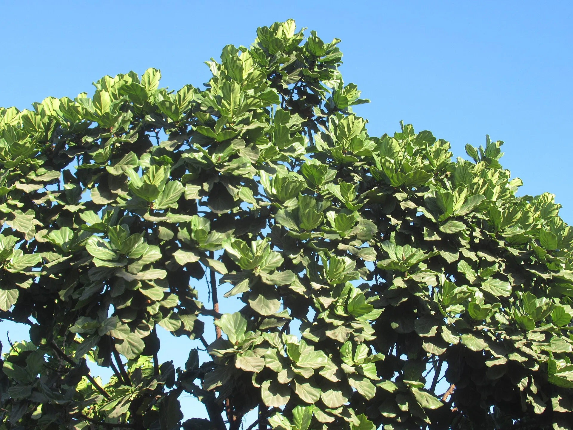 Indian almond (catappa) leaves for aquarium litter