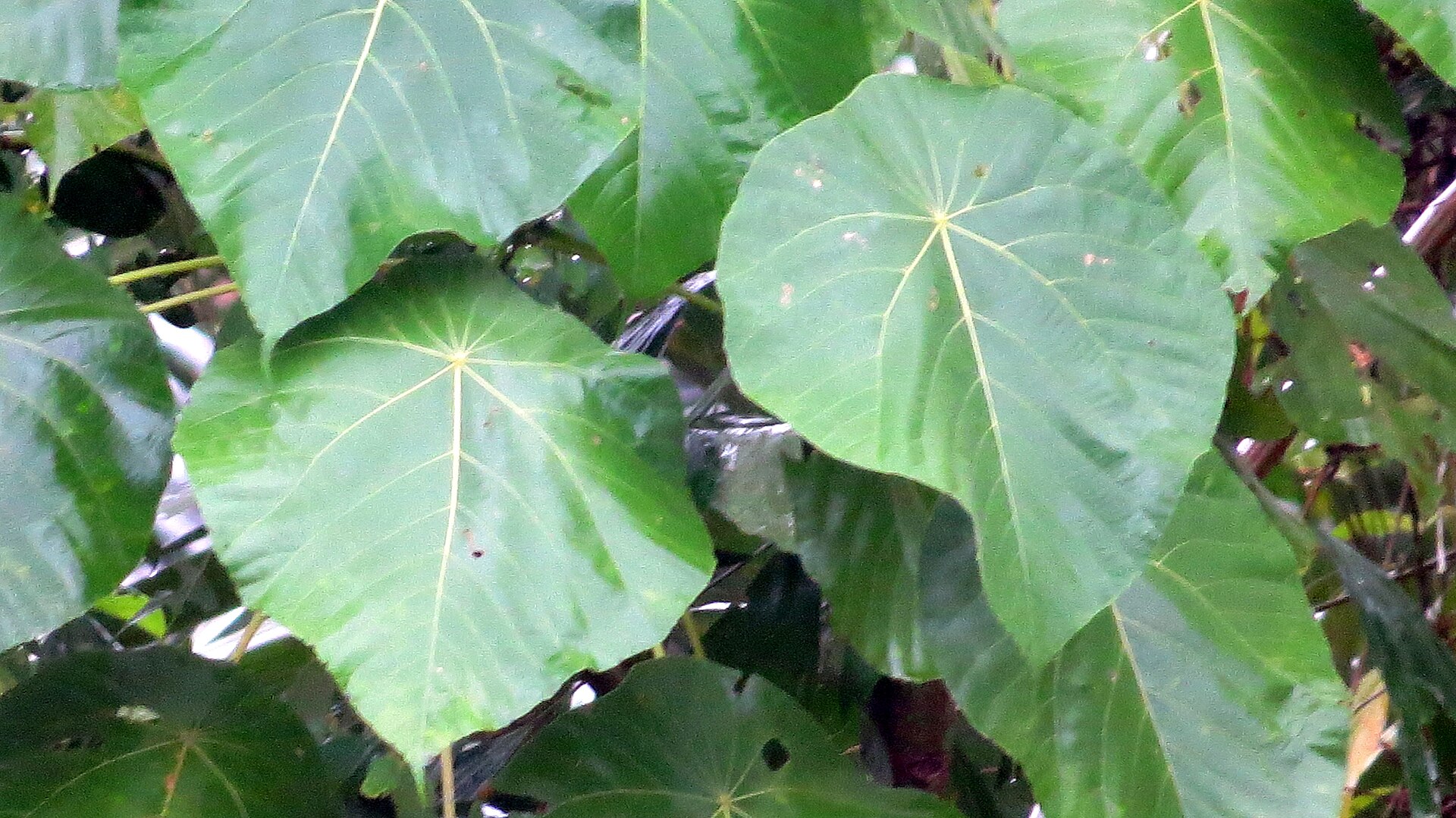 Indian almond (catappa) leaves for aquarium litter