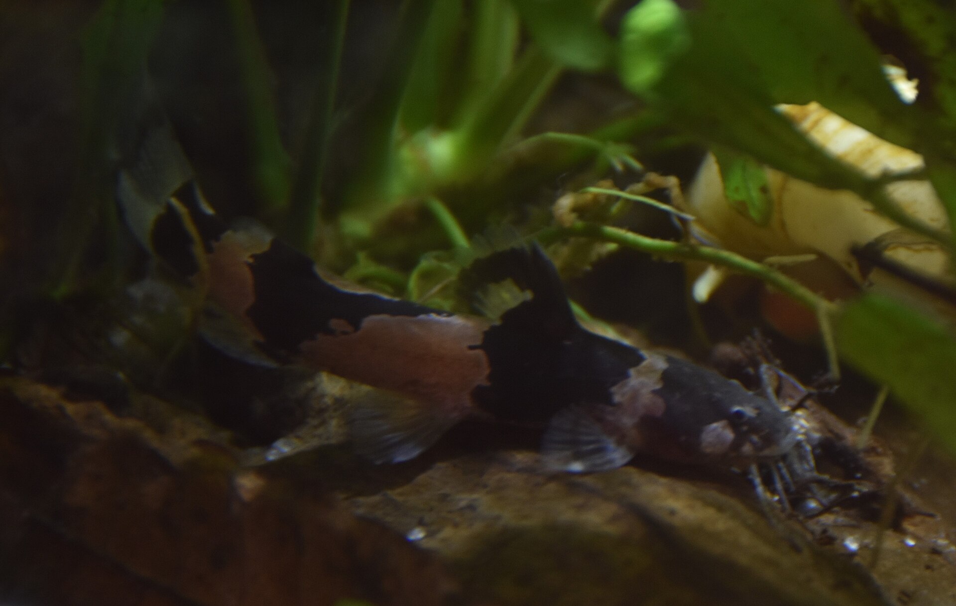 Ihering's Bumblebee Catfish (Microglanis iheringi)