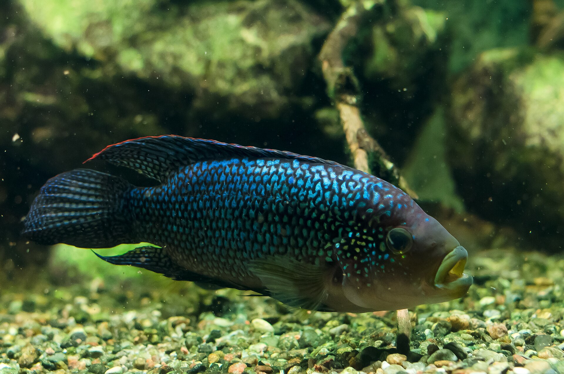 Close view of Jack Dempsey (Rocio octofasciata)
