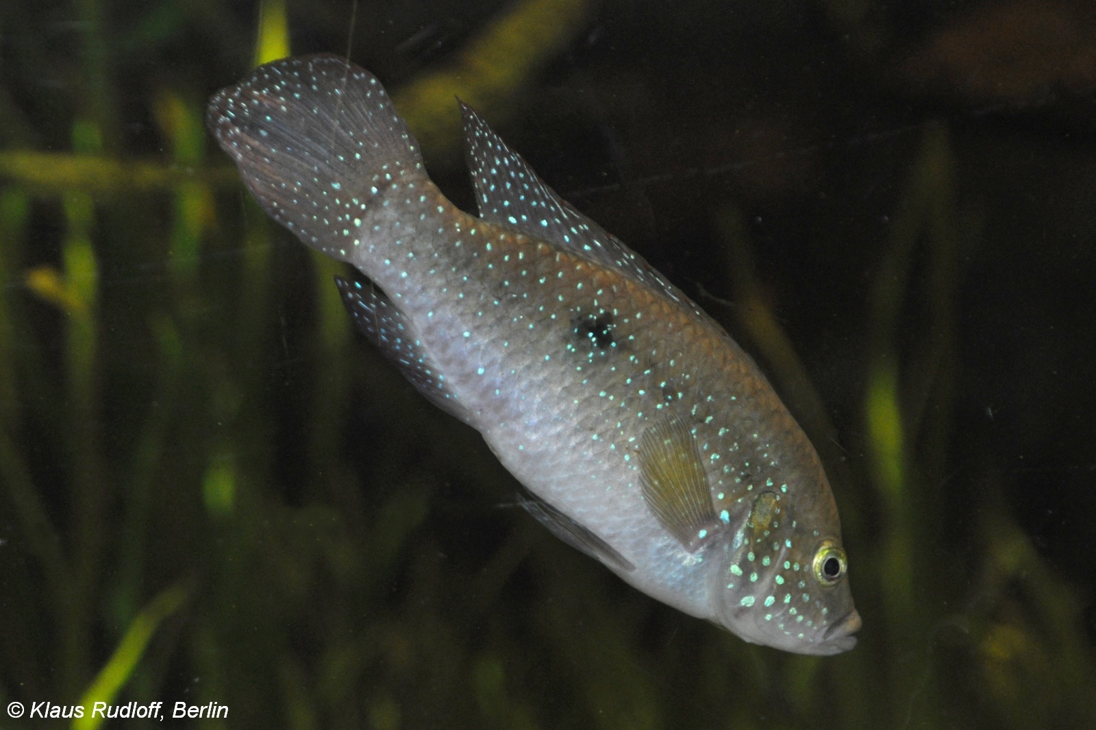 Close view of Jewel Cichlid (Hemichromis lifalili)