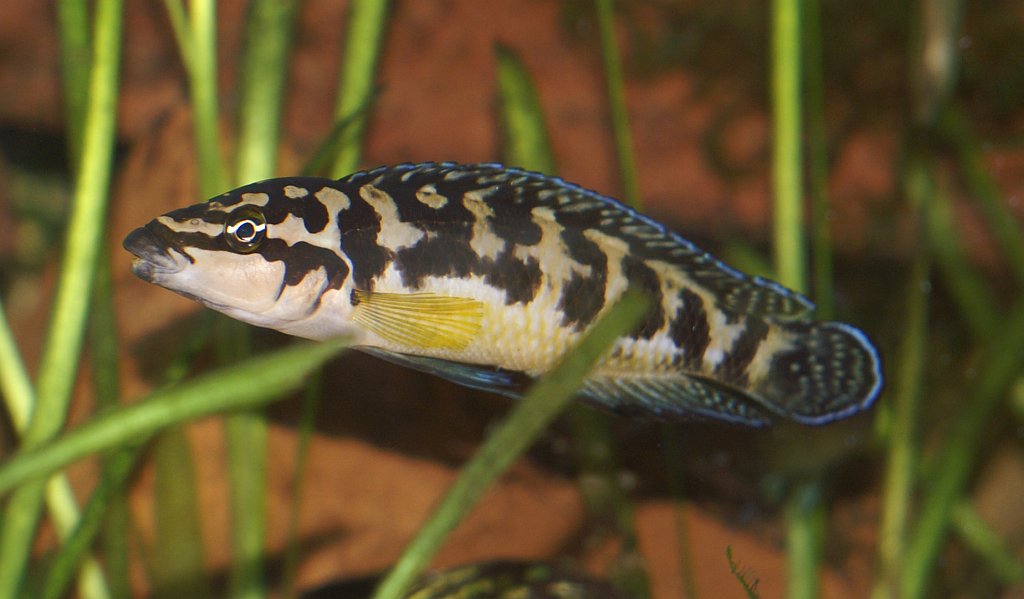Close view of Julidochromis Transcriptus (Julidochromis transcriptus)