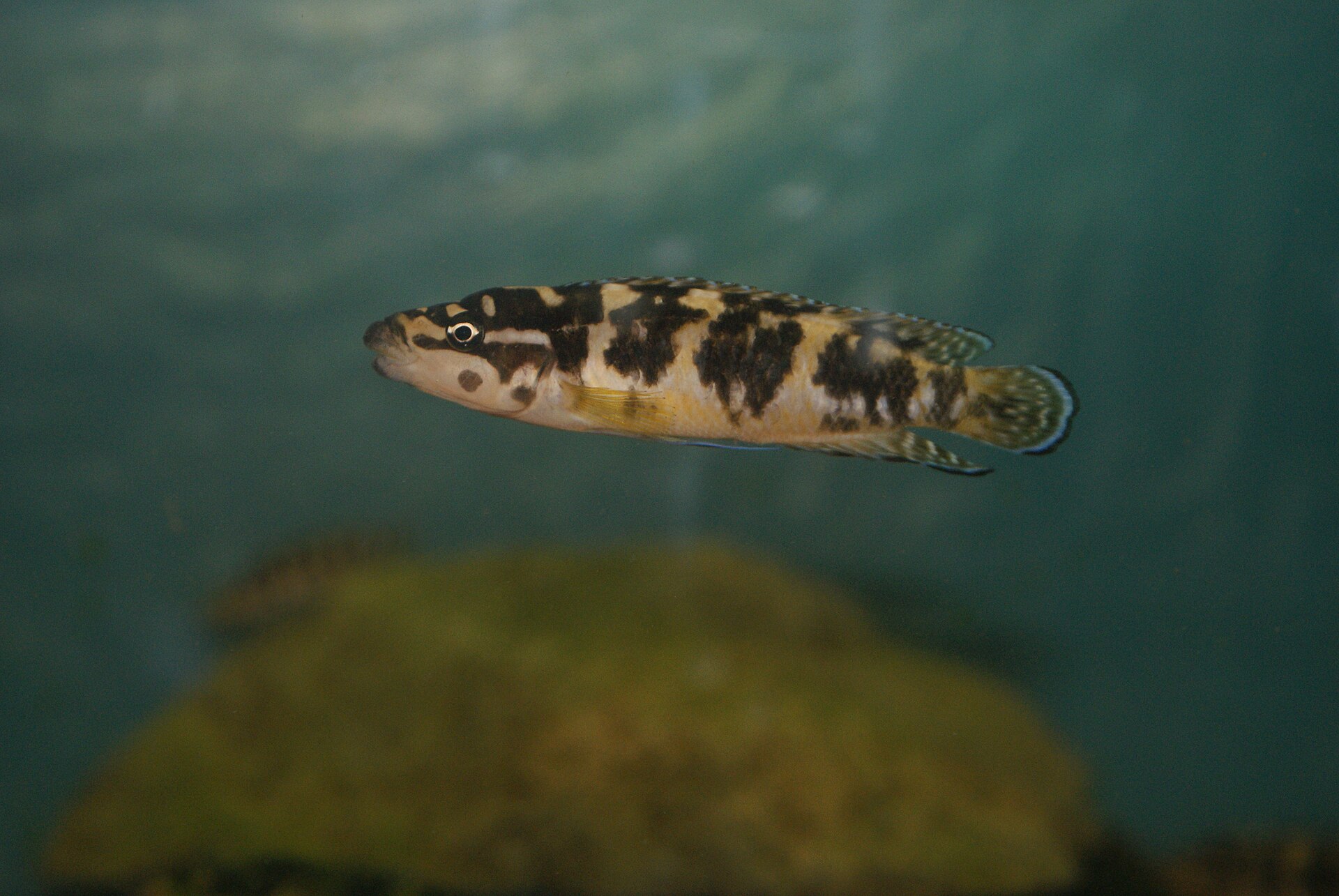 Julidochromis Transcriptus (Julidochromis transcriptus)