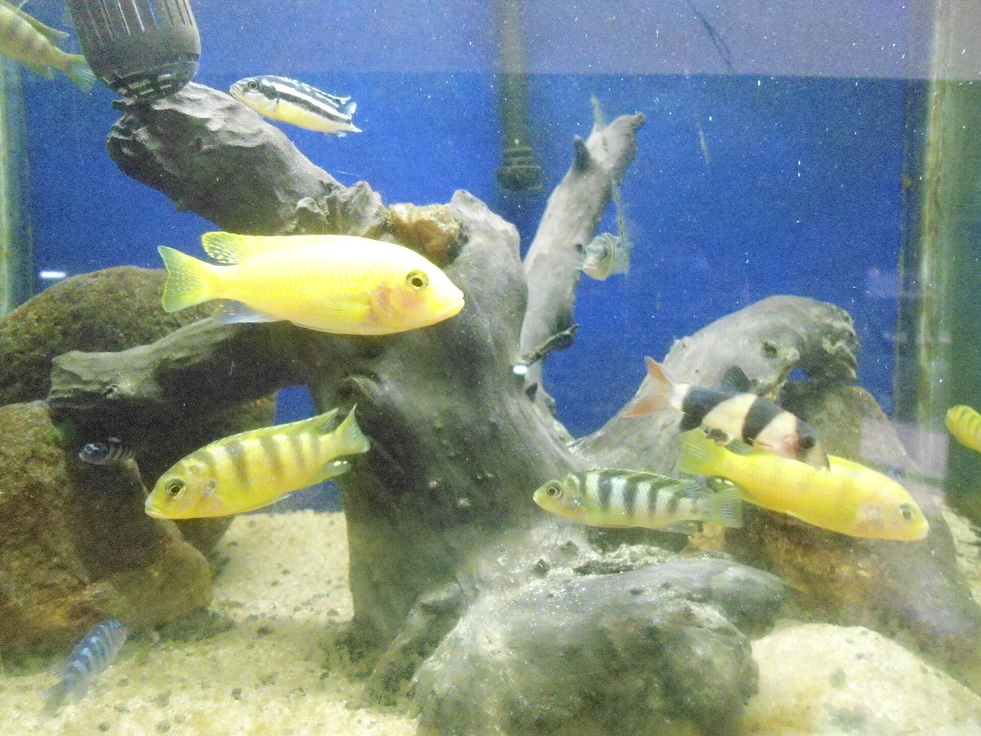 Close view of Kenyi Cichlid (Maylandia lombardoi)