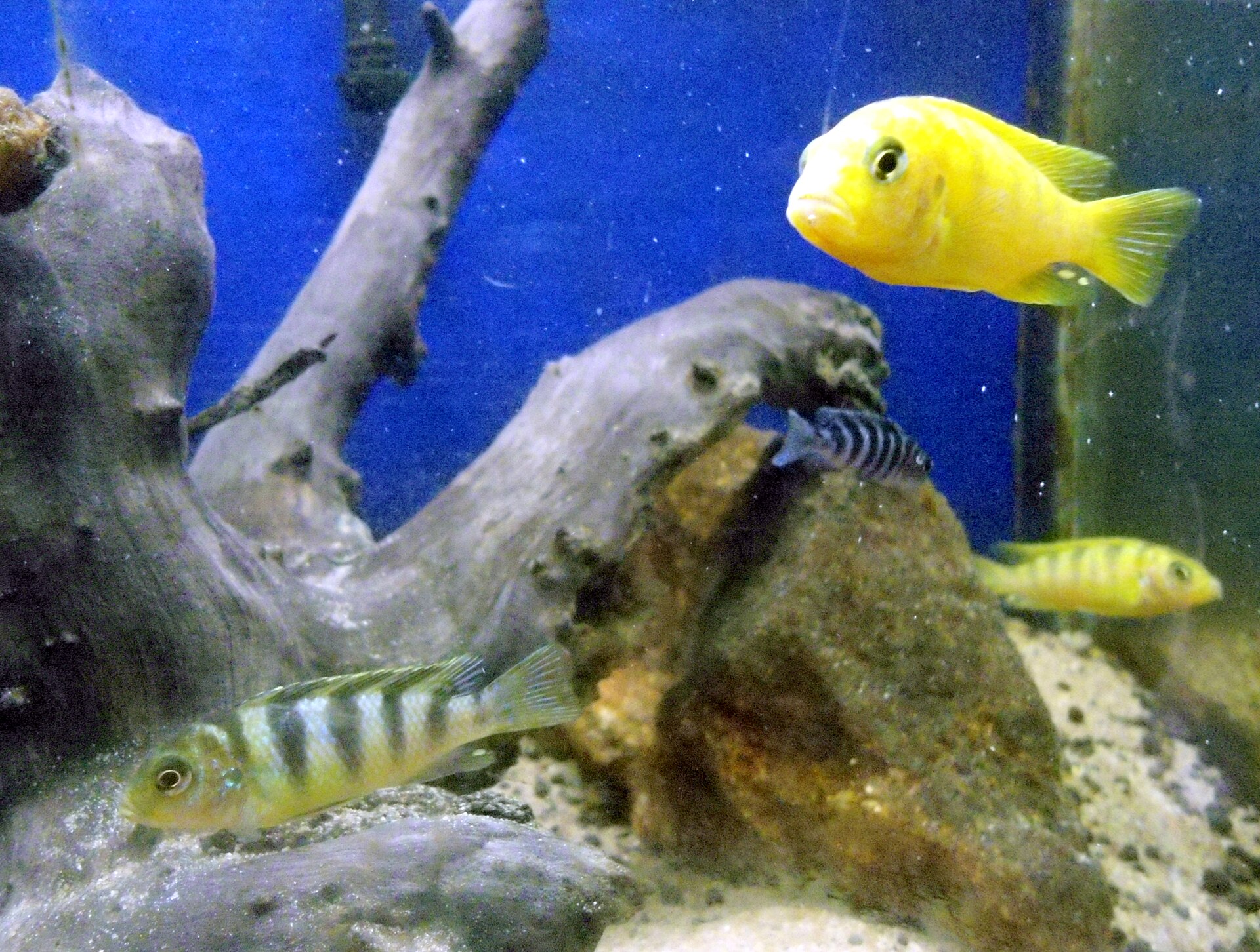 Kenyi Cichlid (Maylandia lombardoi)