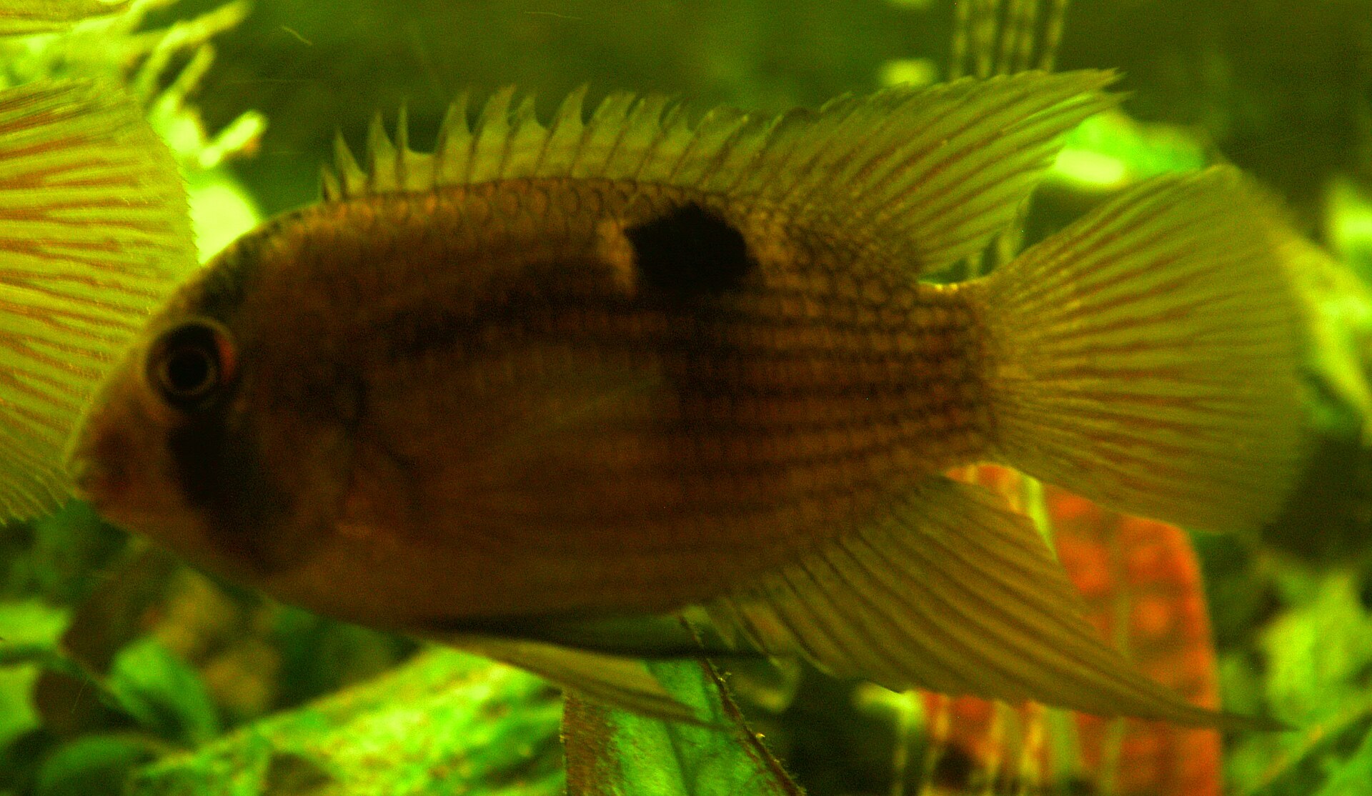 Close view of Keyhole Cichlid (Cleithracara maronii)