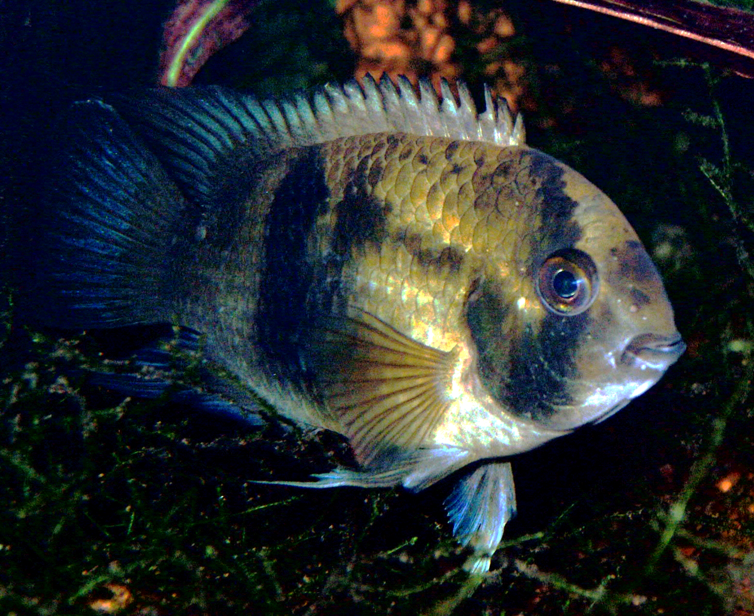 Keyhole Cichlid (Cleithracara maronii)