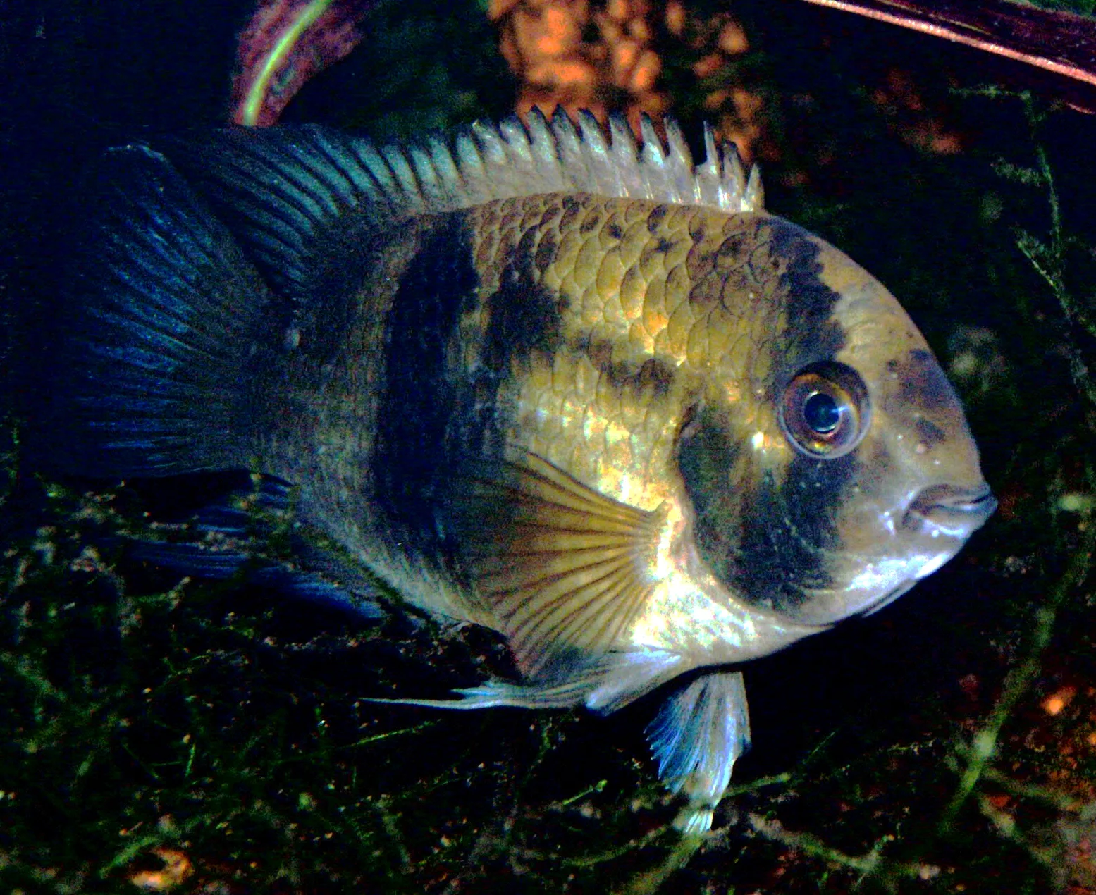 Keyhole Cichlid (Cleithracara maronii)