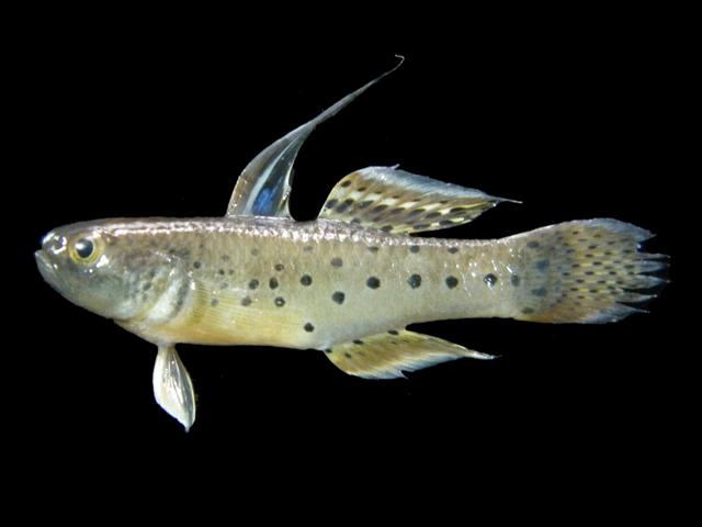 Knight Goby (Stigmatogobius sadanundio)