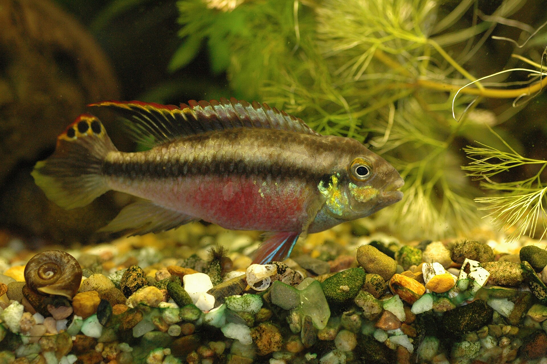 Close view of Kribensis (Pelvicachromis pulcher)